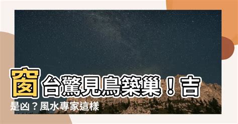 鳥築巢 風水|鳥巢風水：2024趨吉避兇